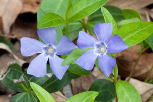 periwinkle photo